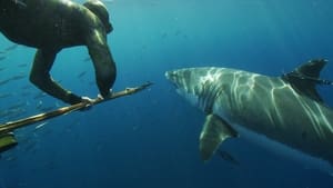 Great White Shark: Beyond the Cage of Fear háttérkép