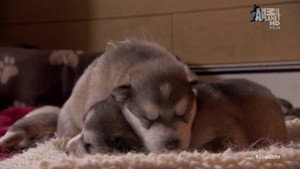 Too Cute Season 2 Ep.4 4. epizód
