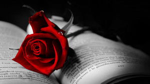 Red Rose háttérkép