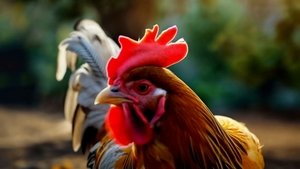 Ryaba the Hen háttérkép