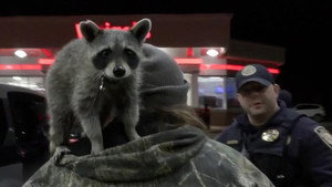 On Patrol: Live 4. évad Ep.36 36. epizód