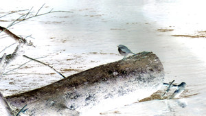 bird5.mp4 háttérkép