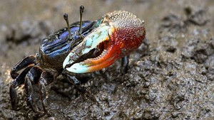 Natural World Season 18 Ep.16 16. epizód