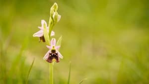 Verborgene Schönheit: Die Orchideen des Saaletals háttérkép