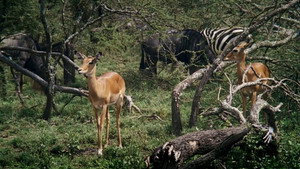 African Bambi háttérkép