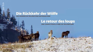 Die Rückkehr der Wölfe: Das Wunder im Yellowstone-Nationalpark háttérkép