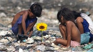 Ilha das Flores háttérkép