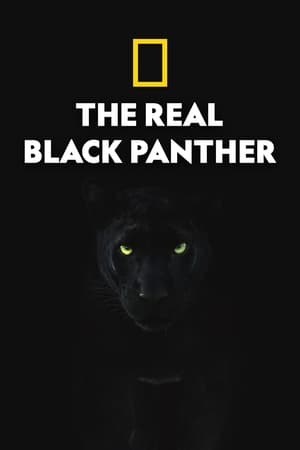 The Real Black Panther poszter