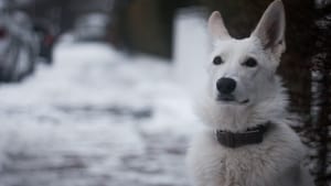 Snow Puppy háttérkép