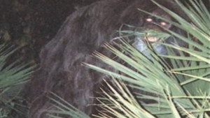 Southern Fried Bigfoot háttérkép