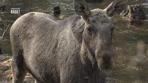 Den stora älgvandringen Season 1 Ep.16 16. epizód