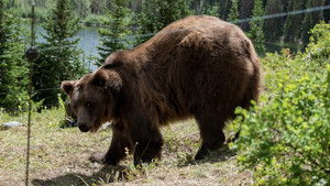 Grizzly Night háttérkép