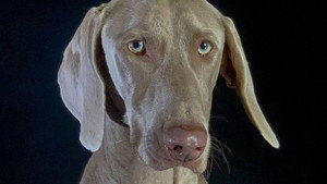 Comment le chien a conquis le monde háttérkép