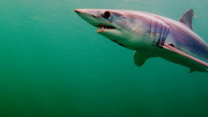 Shark Superpower háttérkép