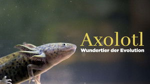 Axolotl, la salamandre miraculeuse háttérkép