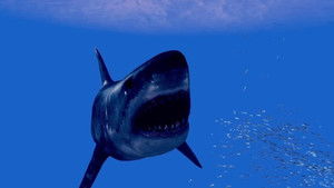 Noah’s Shark háttérkép