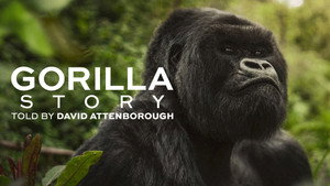 David Attenborough: Gorillák között háttérkép