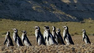 Patagónia vadregényes világa kép