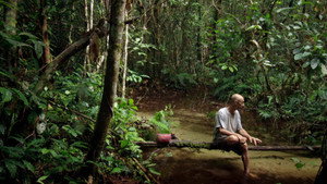 Song from the Forest háttérkép