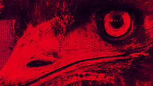 The Dark Emu Story háttérkép