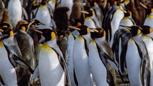 Der Kongress der Pinguine háttérkép