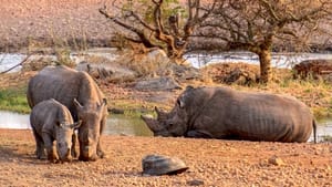 Namibia, Sanctuary of Giants háttérkép