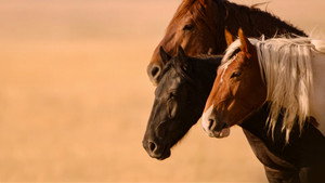 Wild Beauty: Mustang Spirit of the West háttérkép