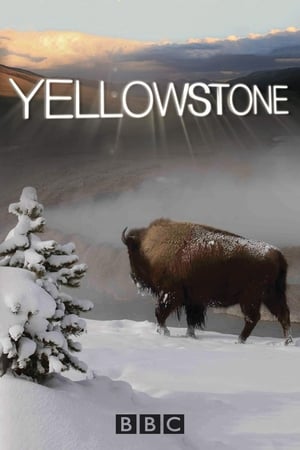 Yellowstone poszter