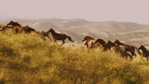 American Mustang háttérkép