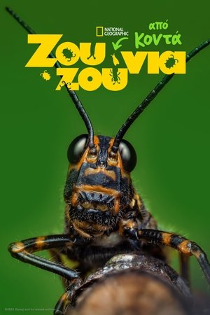 Egy igazi bogár élete poszter
