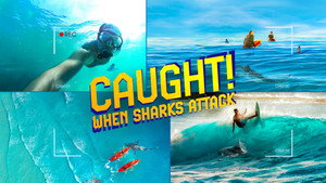 Caught! When Sharks Attack háttérkép