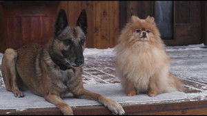 Step Dogs háttérkép
