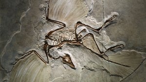 The Case of the Flying Dinosaur háttérkép