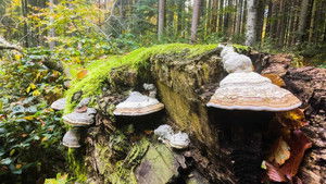 Der wilde Wald háttérkép
