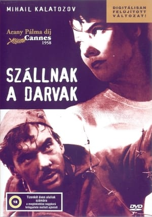 Szállnak a darvak