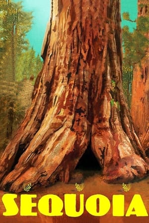 Sequoia poszter