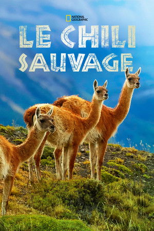 Vad Chile poszter
