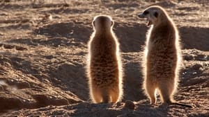 Clan of the Meerkat háttérkép