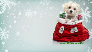 Charlie's Christmas Wish háttérkép