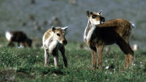 Being Caribou háttérkép