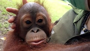 Orangutan Rescue - Back to the wild háttérkép