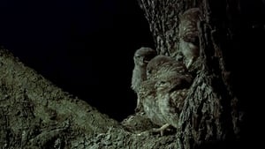 The Owls and the Orchard háttérkép