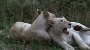 The White Lions háttérkép