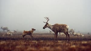 Being Caribou háttérkép