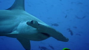 Galapagos kép
