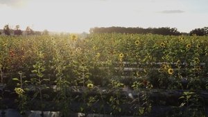 Sunflower háttérkép