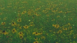 Mountain Wildflowers háttérkép