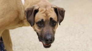 Rocky Mountain Animal Rescue 1. évad Ep.3 3. epizód