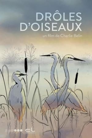 Drôles d'oiseaux