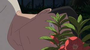 ホウセンカ háttérkép